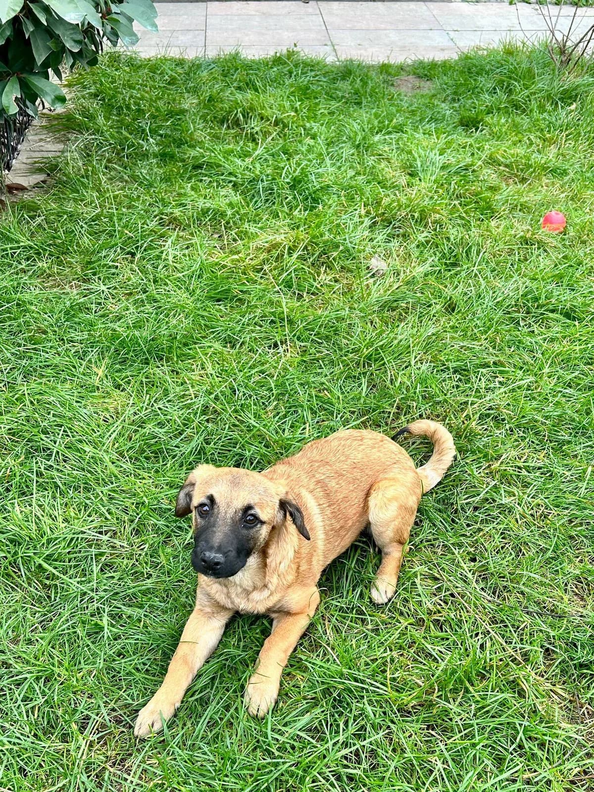 Piper, female Mixed Breed for adoption at Kola Kariola — photo 5 of 6