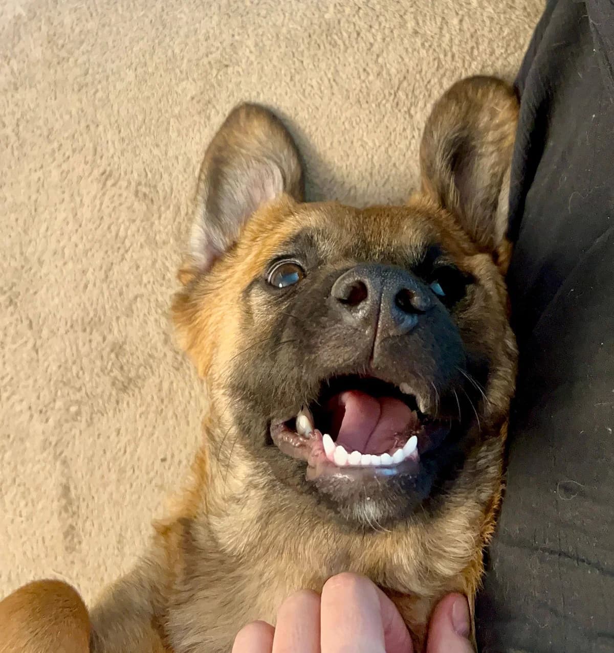 Piper, female Mixed Breed for adoption at Kola Kariola — photo 6 of 6