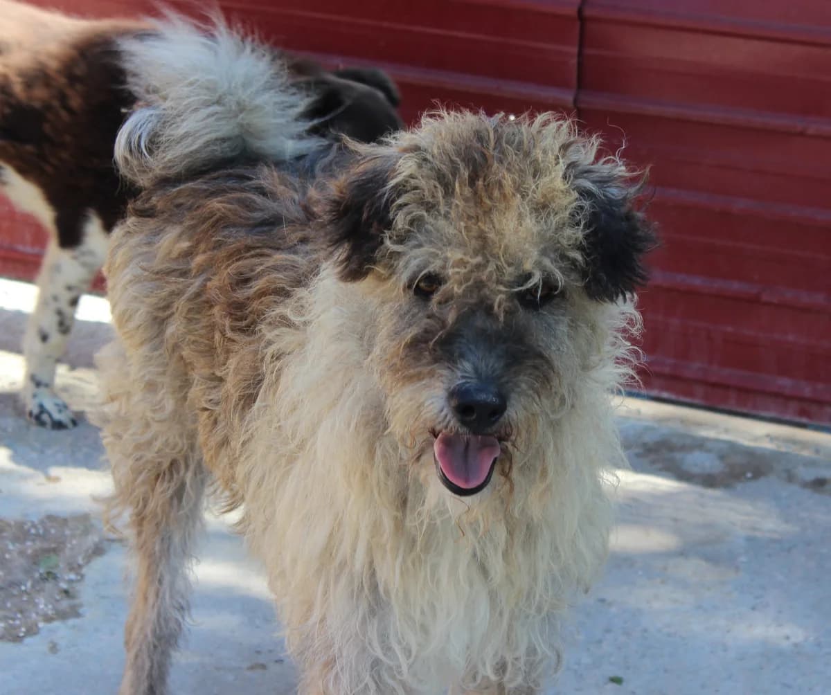 Rudolf, male Mixed Breed for adoption at Kola Kariola — photo 2 of 6