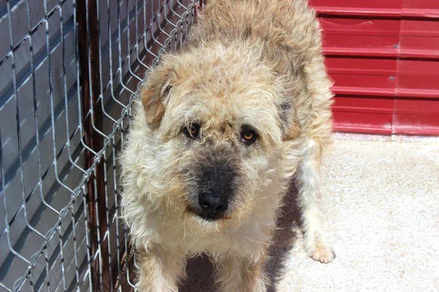 Rudolf, male Mixed Breed for adoption at Kola Kariola — photo 3 of 6