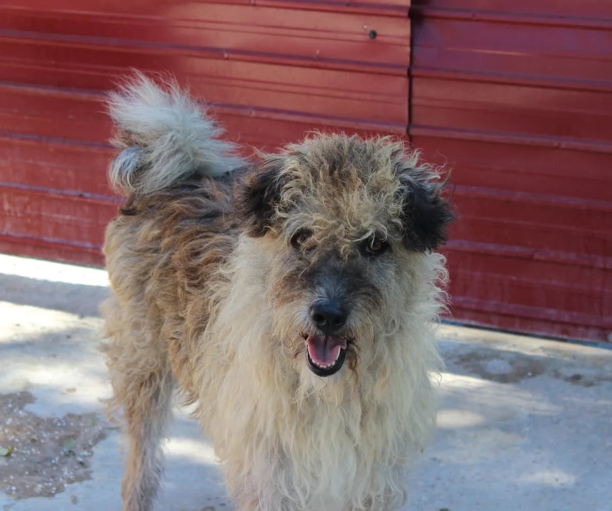 Rudolf, male Mixed Breed for adoption at Kola Kariola — photo 4 of 6