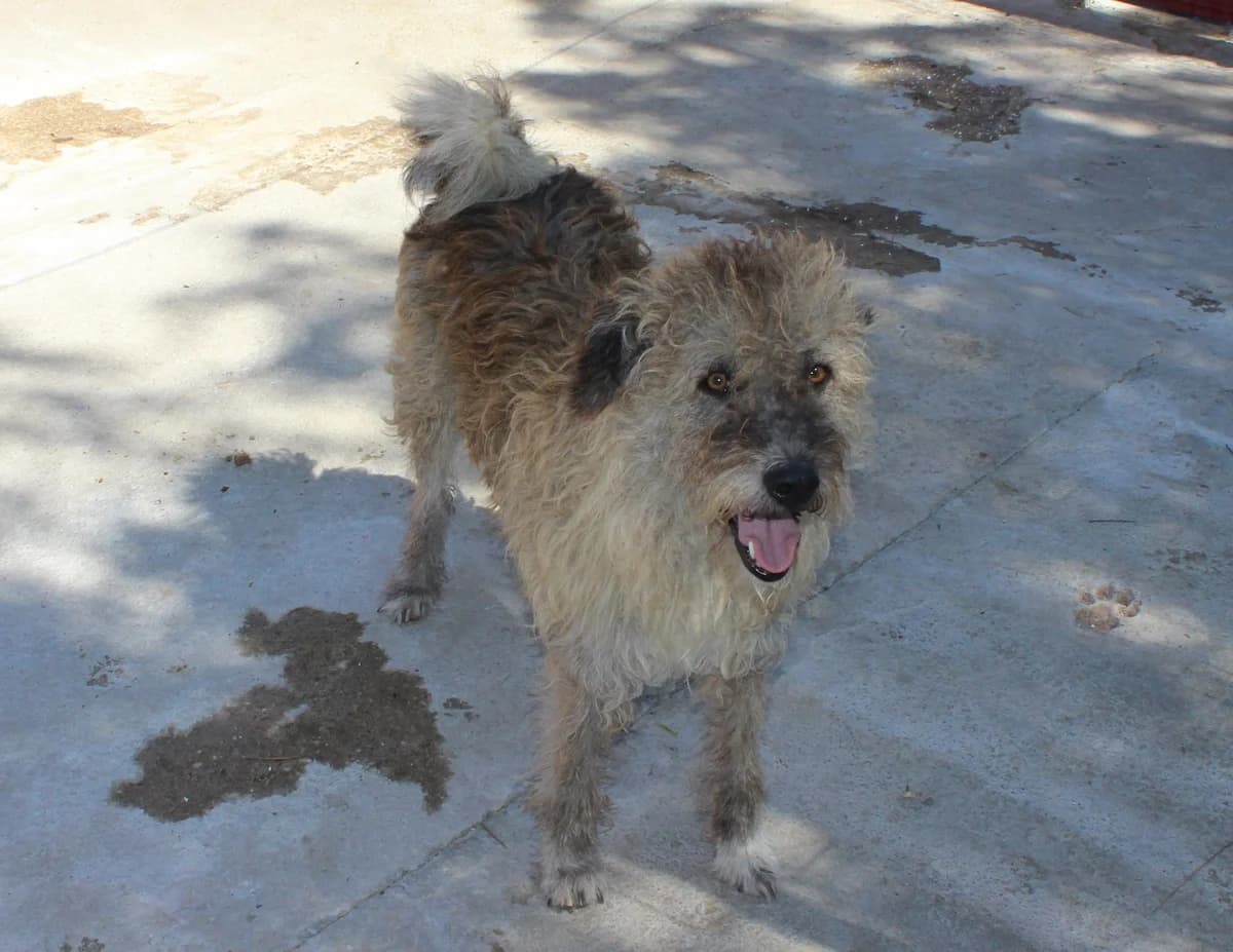 Rudolf, male Mixed Breed for adoption at Kola Kariola — photo 5 of 6