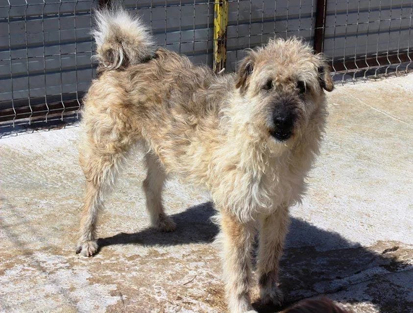 Rudolf, male Mixed Breed for adoption at Kola Kariola — photo 6 of 6