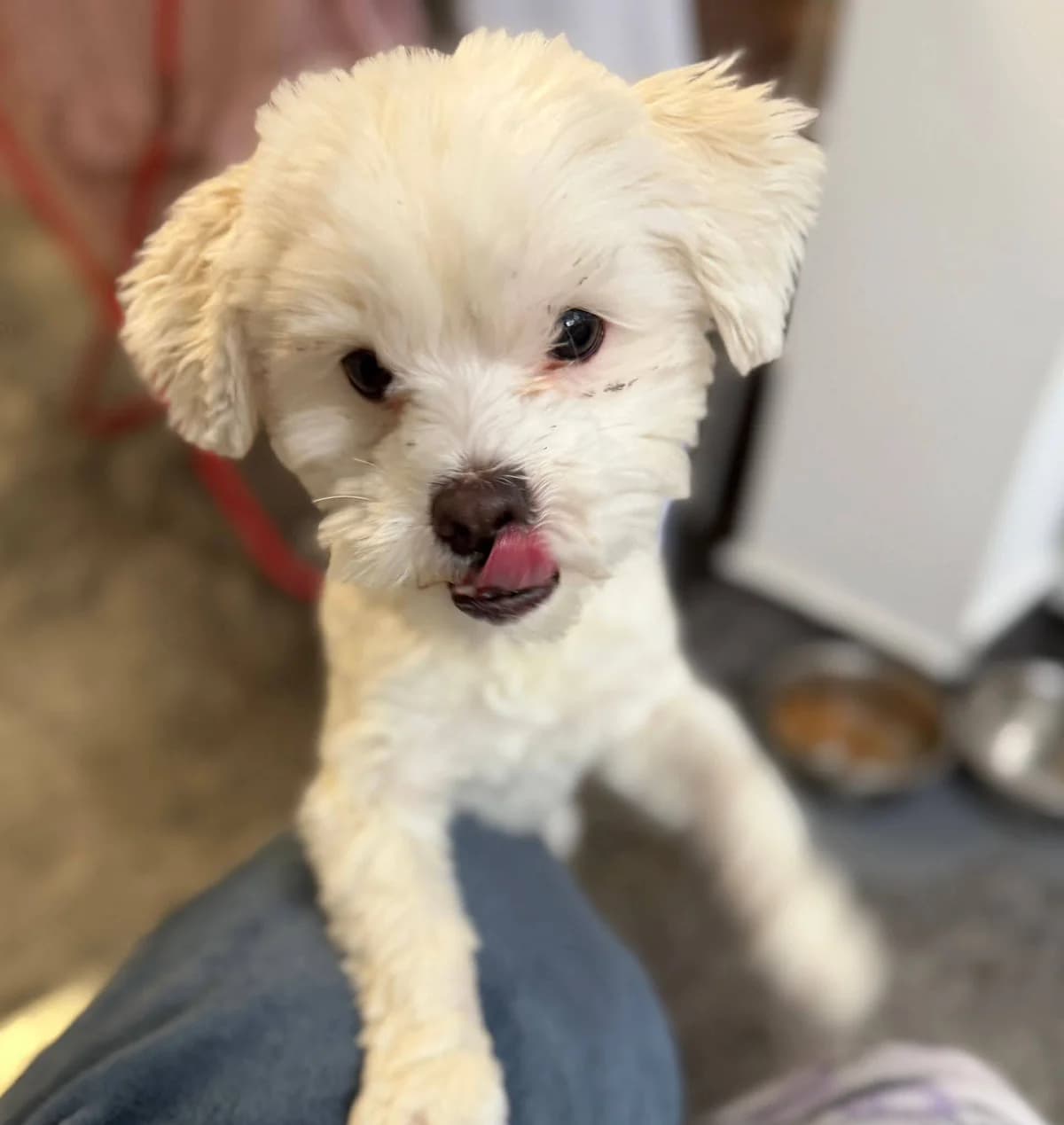 Snow, male Mixed Breed for adoption at Kola Kariola — photo 2 of 4