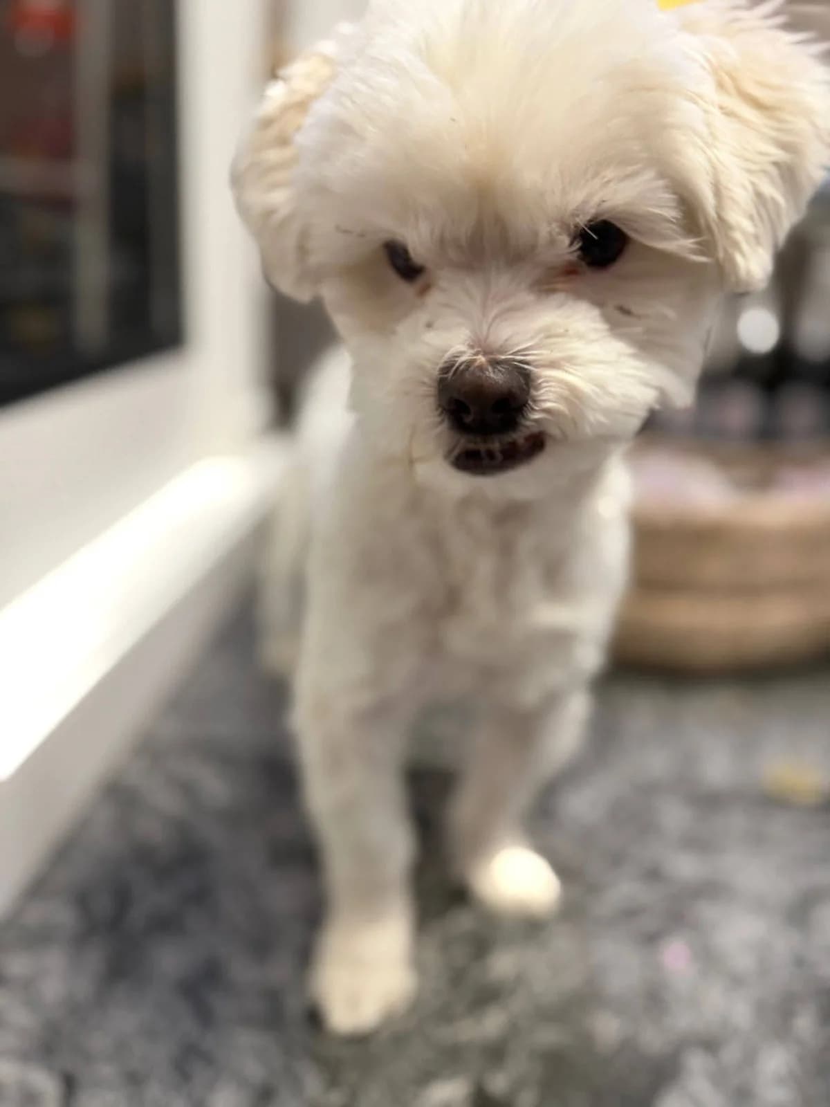 Snow, male Mixed Breed for adoption at Kola Kariola — photo 3 of 4