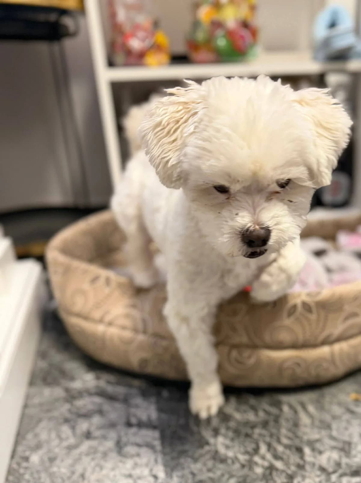 Snow, male Mixed Breed for adoption at Kola Kariola — photo 4 of 4