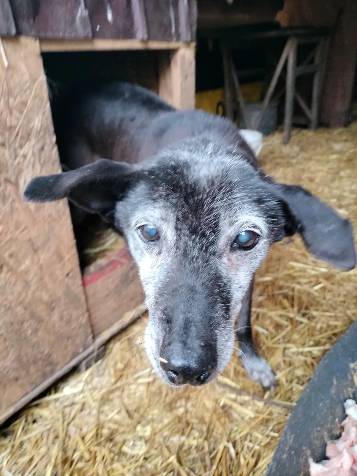 Izaura, Mixed Breed for adoption at Little Paws Squad and The Environment