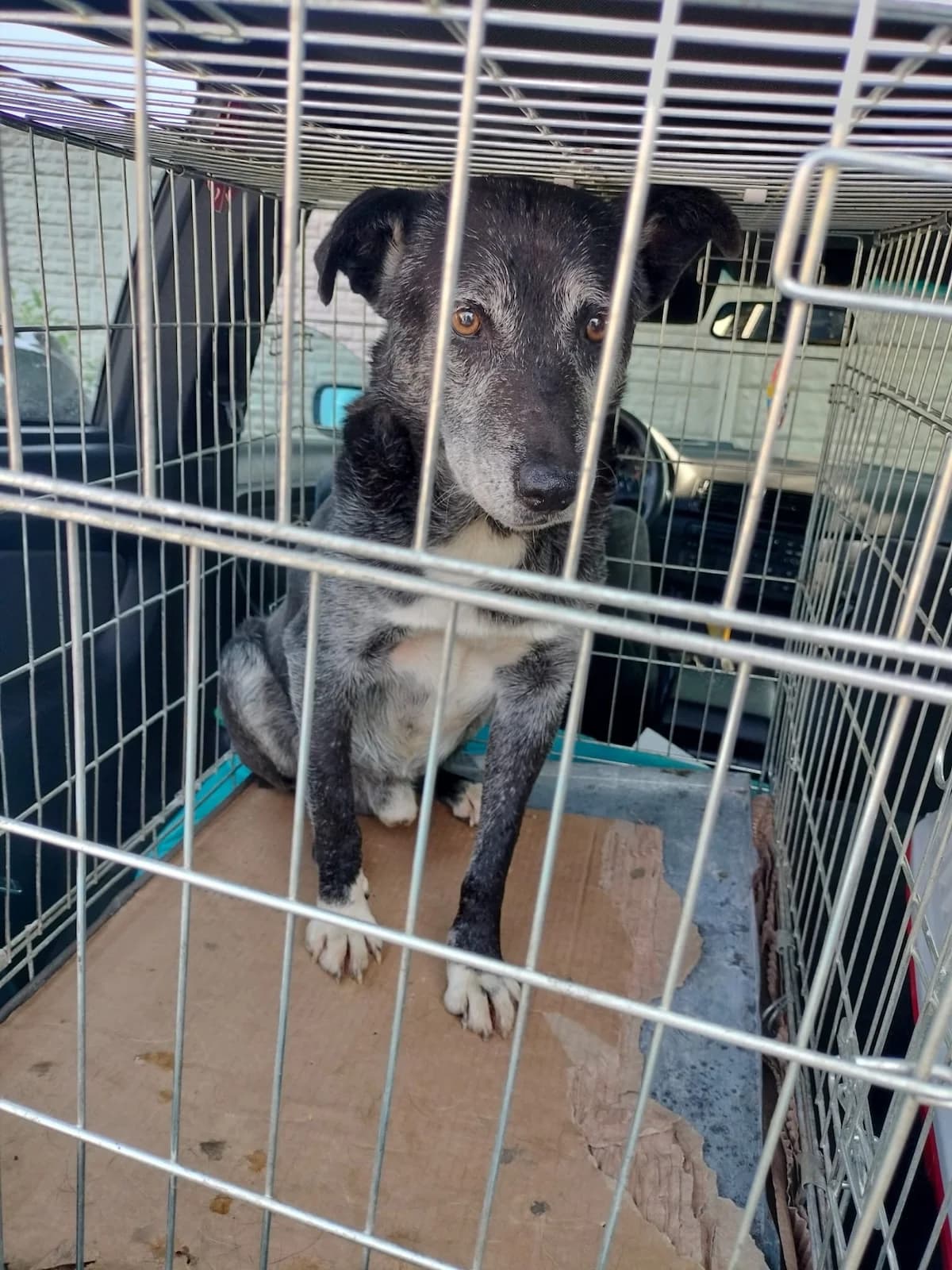 Negrutu, Mixed Breed for adoption at Little Paws Squad and The Environment