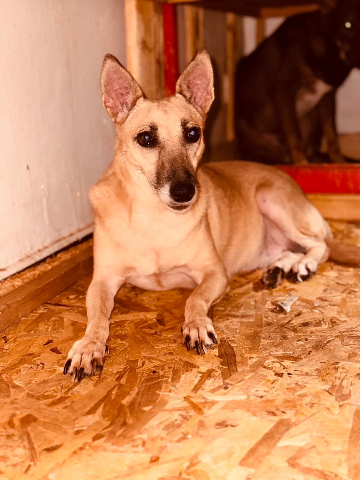 Bella 1,  senior Mixed Breed for adoption at Little Paws Squad and The Environment