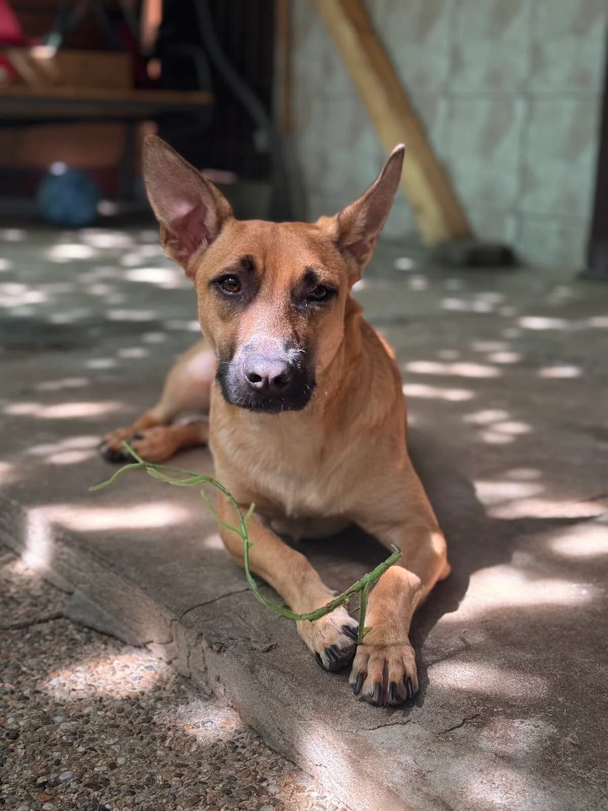 Dingo,  Mixed Breed for adoption at Little Paws Squad and The Environment