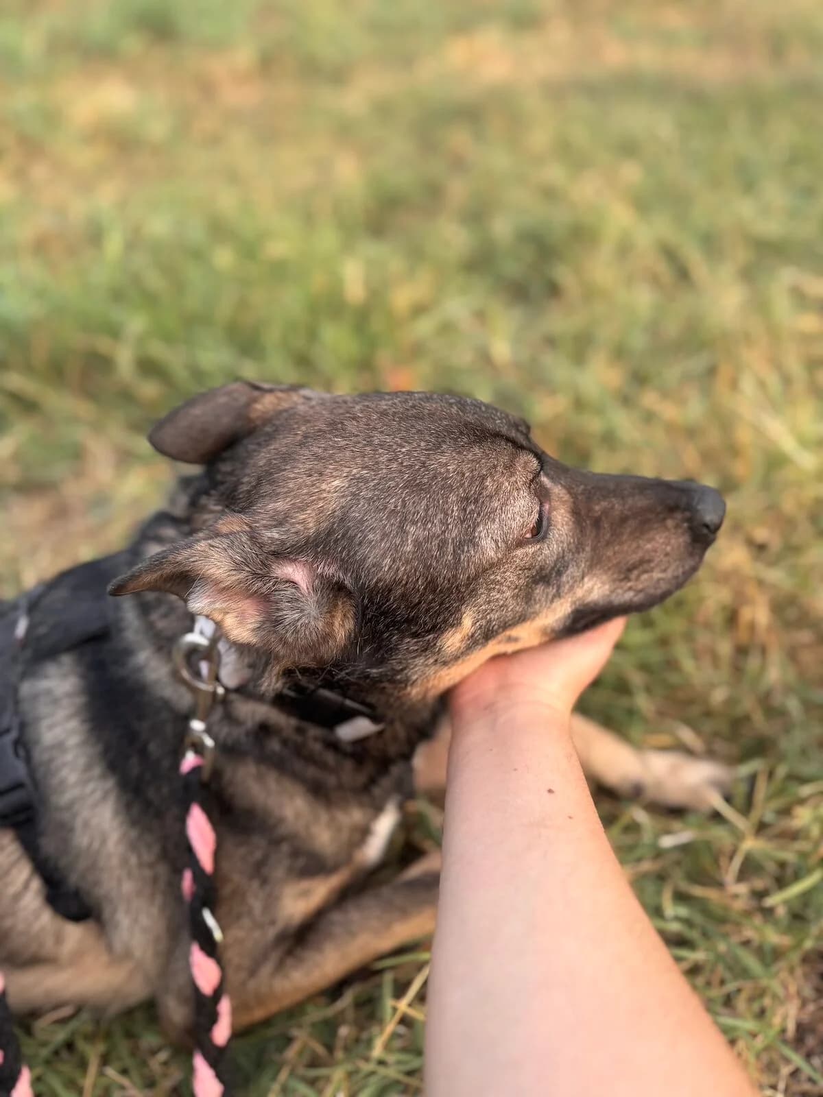 Cezar,  Mixed Breed for adoption at Little Paws Squad and The Environment