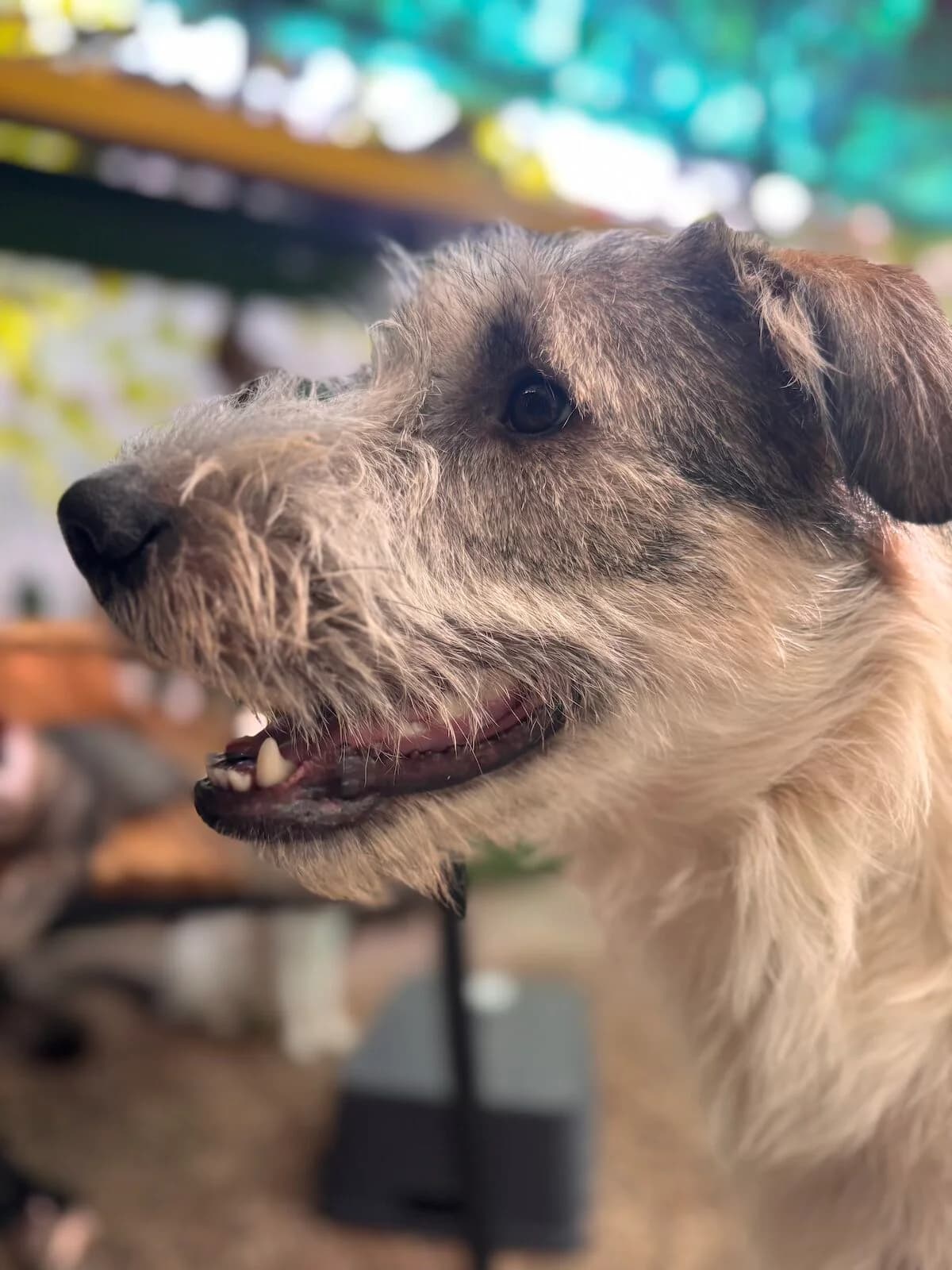 Max,  Mixed Breed for adoption at Little Paws Squad and The Environment