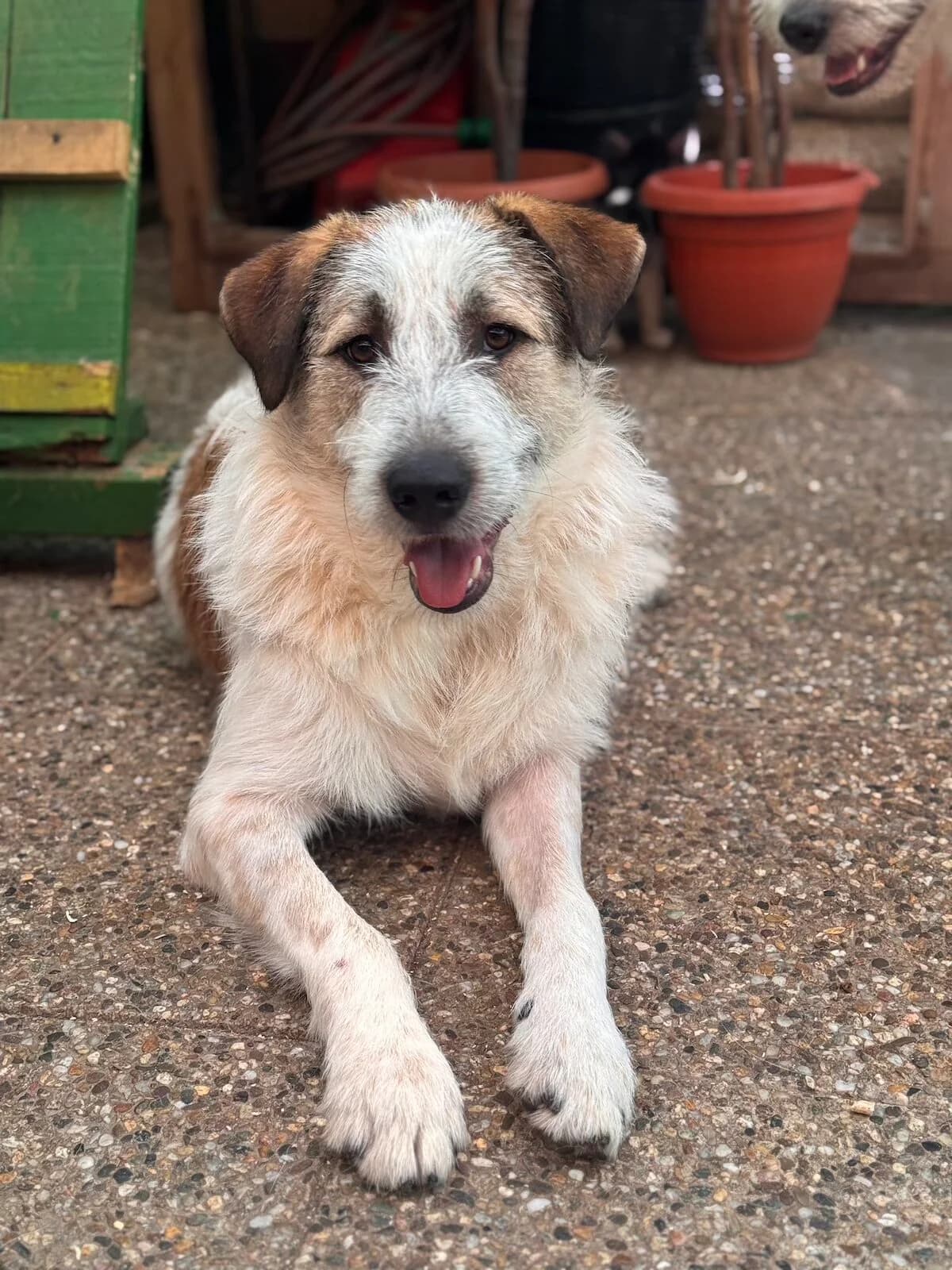 Rudy,  Mixed Breed for adoption at Little Paws Squad and The Environment