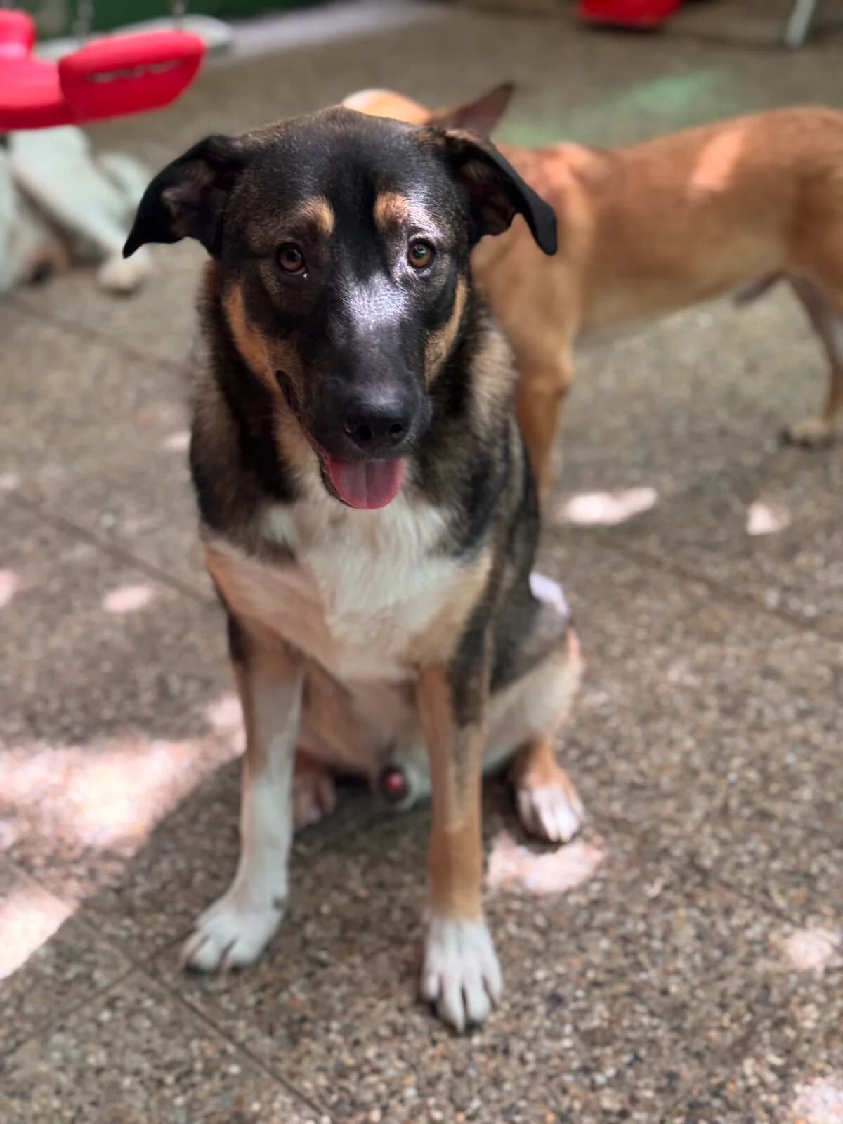 Bruno,  Mixed Breed for adoption at Little Paws Squad and The Environment