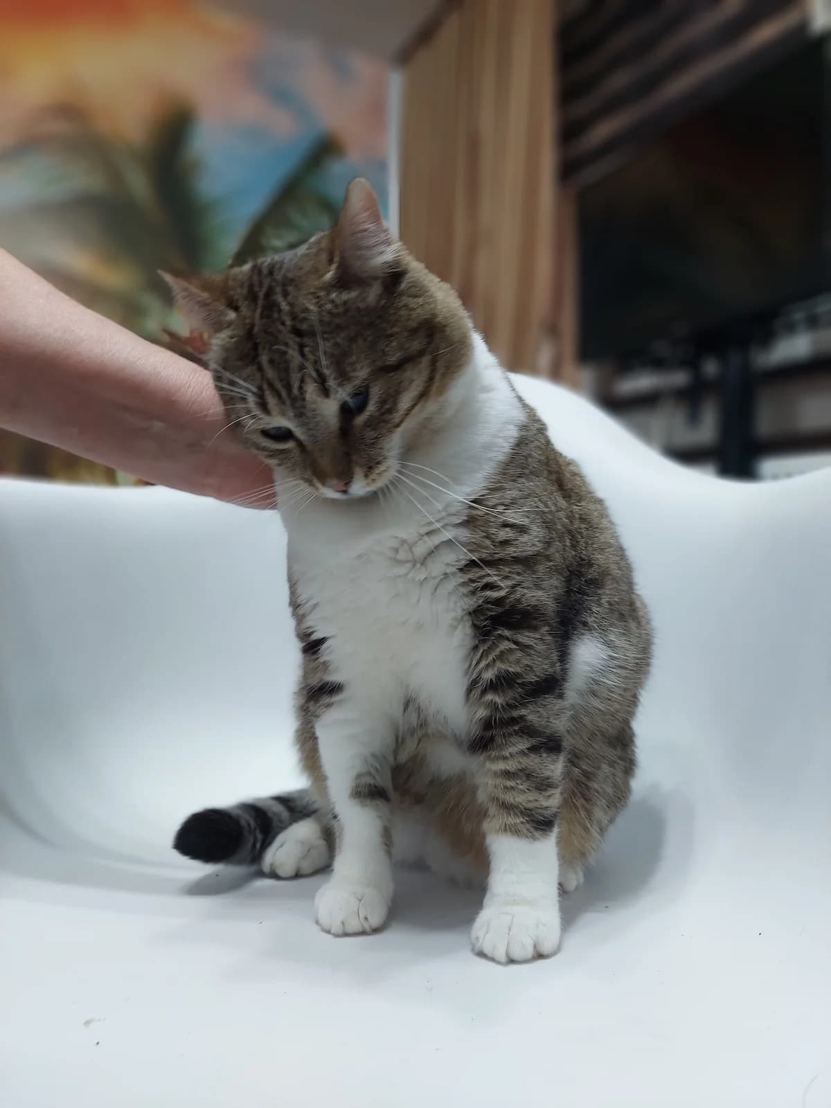 Pisica Holgersson,  Mixed Breed for adoption at Little Paws Squad and The Environment