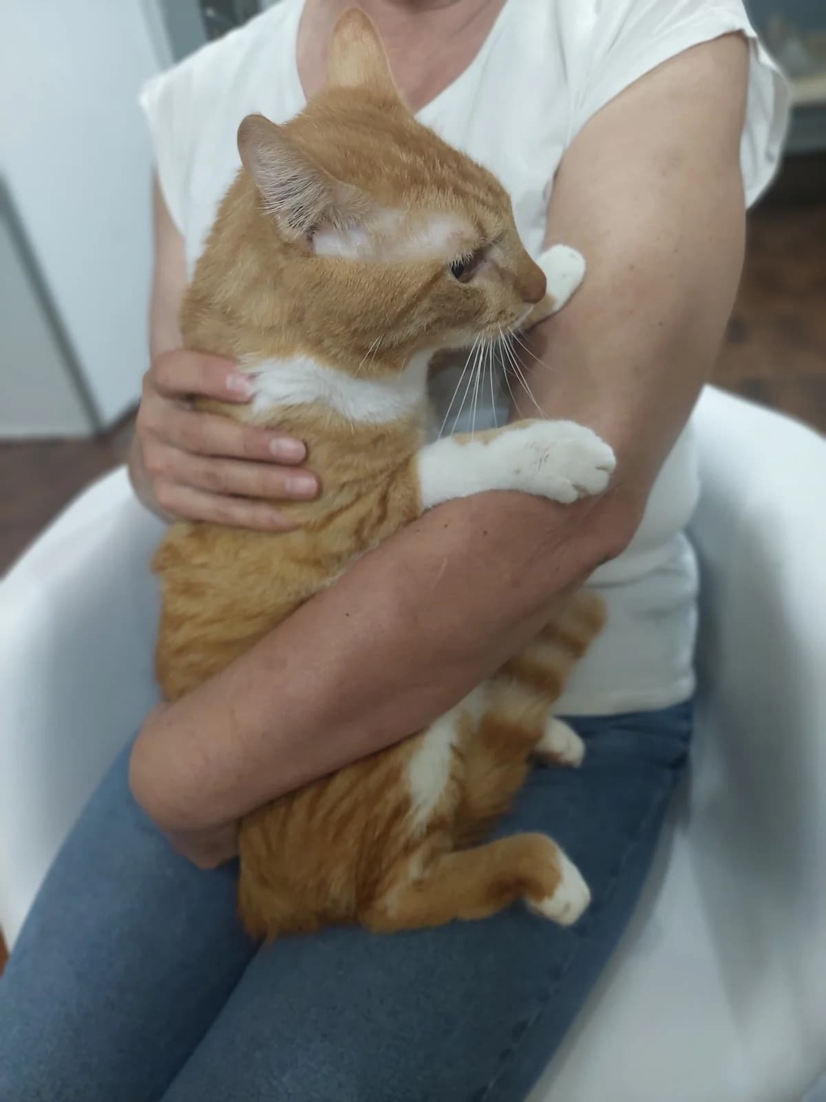Pisica Johnny,  Mixed Breed for adoption at Little Paws Squad and The Environment