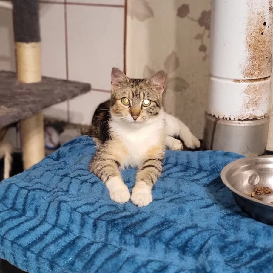 Adopta o pisica din adapost, pe Cindy, Mixed Breed for adoption at Love For Animals Shelter