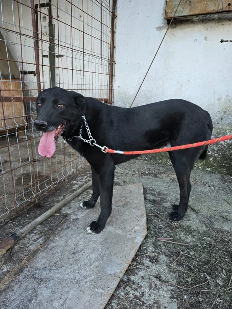 Câine Talie Mare pentru Adopție, male 3yo Mixed Breed for adoption at Love For Animals Shelter