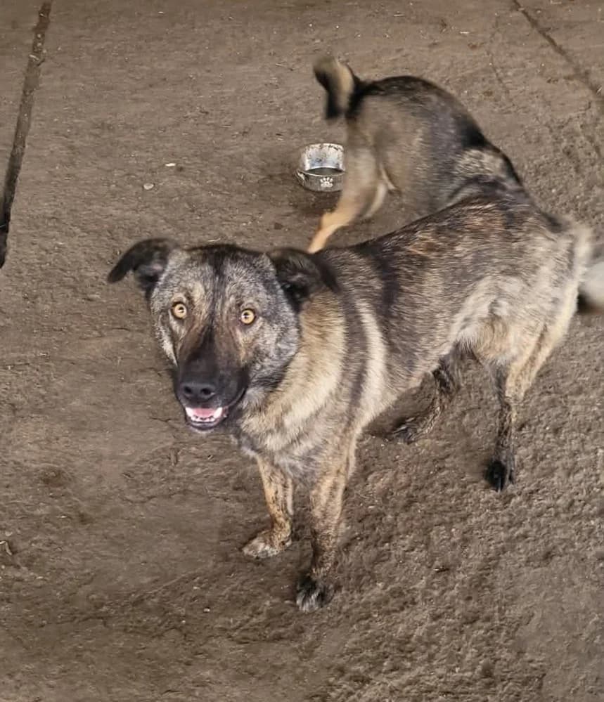 Câine abandonat caută acasă. Rocky, male 3yo Mixed Breed for adoption at Love For Animals Shelter