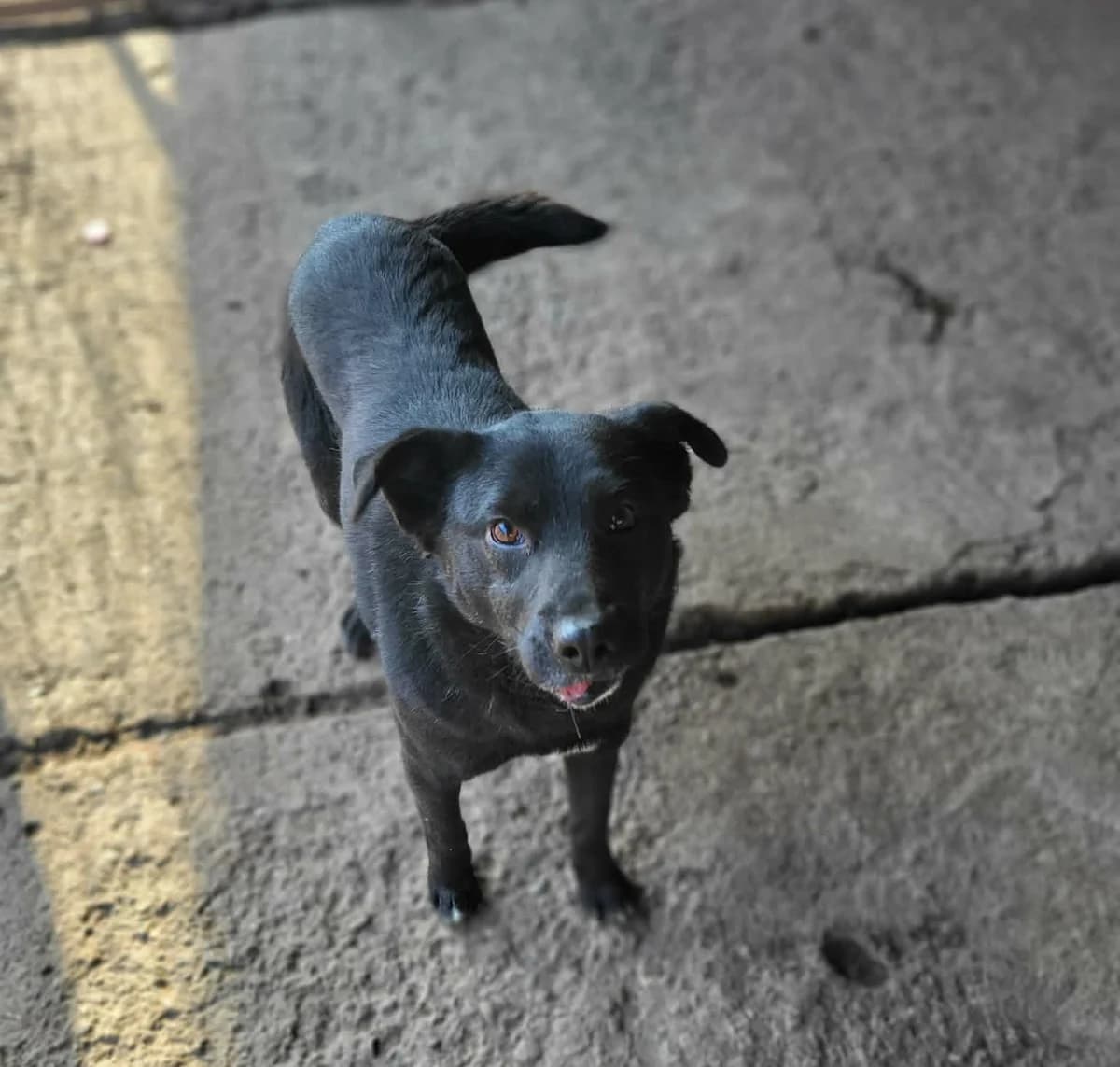 Adoptă un Câine Loial din Adăpost, pe Elliott, male 7yo Mixed Breed for adoption at Love For Animals Shelter