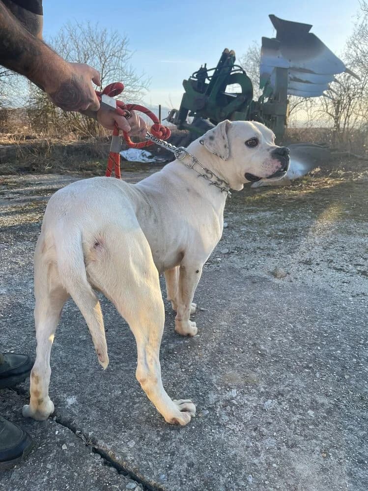 Bulldog mix Dog Argentinian pentru adoptie, female 4yo Mixed Breed for adoption at Love For Animals Shelter