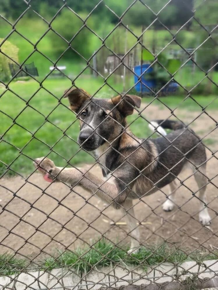 Cățel disponibil pentru adopție Brașov, male Mixed Breed for adoption at Love For Animals Shelter