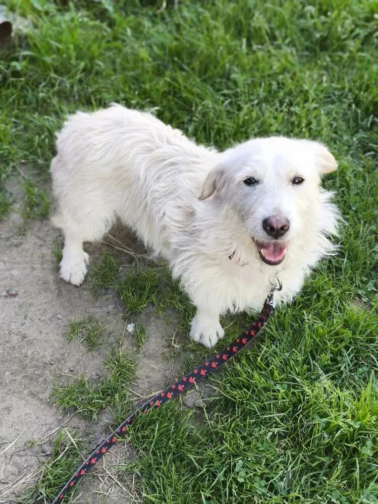 Adoptă cățelușă talie mică Brașov, male Mixed Breed for adoption at Love For Animals Shelter