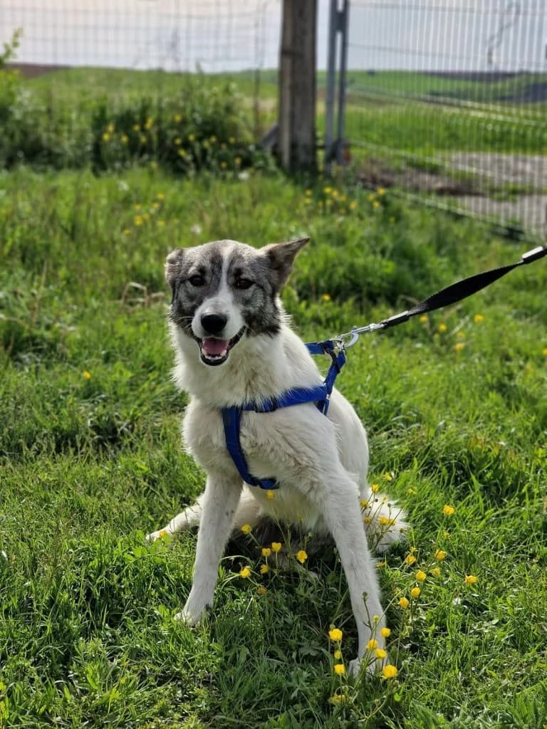 Freya, female 3yo Mixed Breed for adoption at Lumea Lui Cindy, Podu Iloaiei (Iasi)