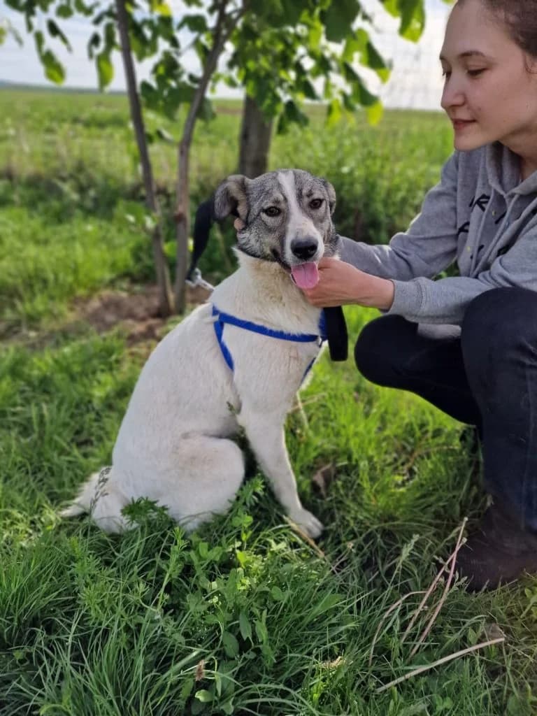 Carla, female 3yo Mixed Breed for adoption at Lumea Lui Cindy, Podu Iloaiei (Iasi)