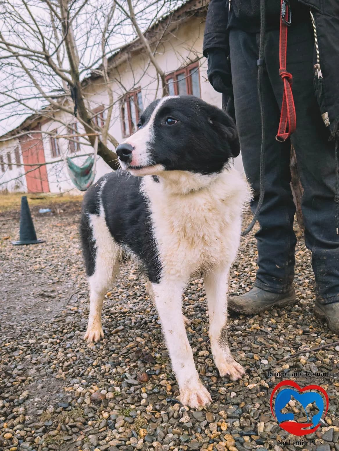 ACE 3057, male young Mixed Breed for adoption at No Limit Pets, Romania