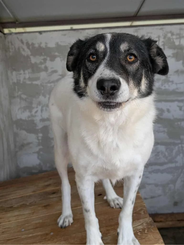 ACOR 6380, male 3yo mixed breed for adoption at No Limit Pets, Romania