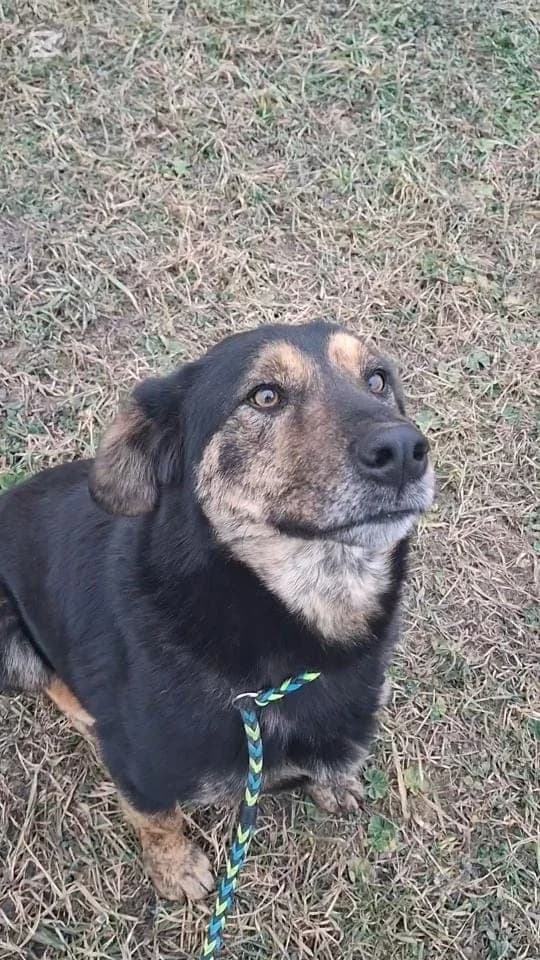 AIDEN, male mixed breed for adoption at No Limit Pets, Romania