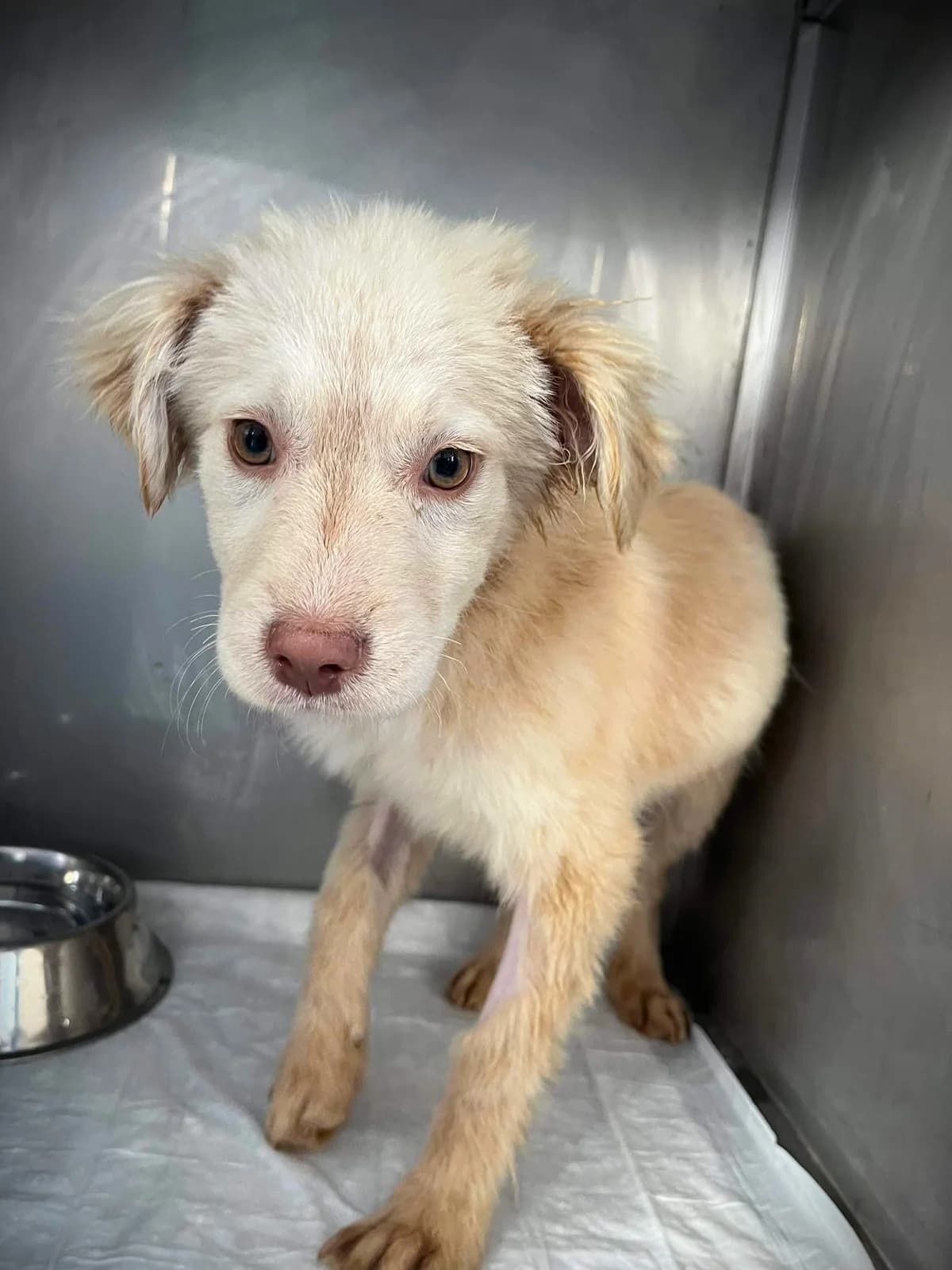 AIKA 1398, female young Mixed Breed for adoption at No Limit Pets, Romania