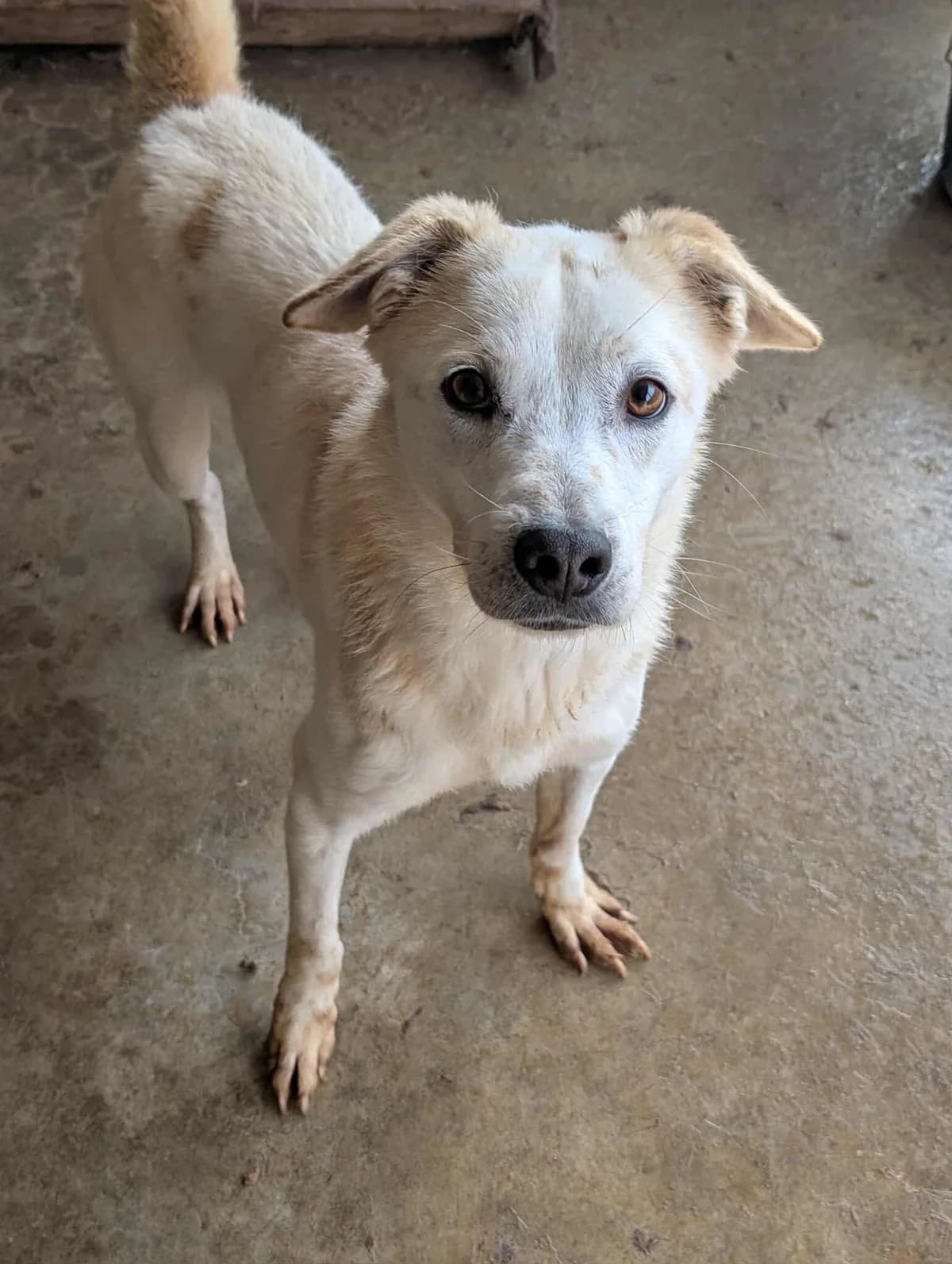 ALEXOS 1704, male mixed breed for adoption at No Limit Pets, Romania