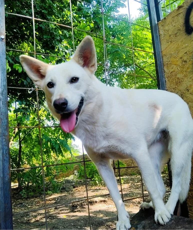 AMALA 3803- adoptat, female mixed breed for adoption at No Limit Pets — photo 2 of 12