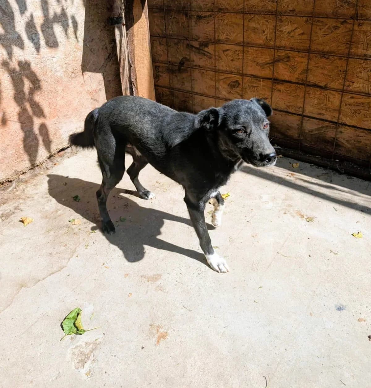 AMARO 9059, male mixed breed for adoption at No Limit Pets, Romania