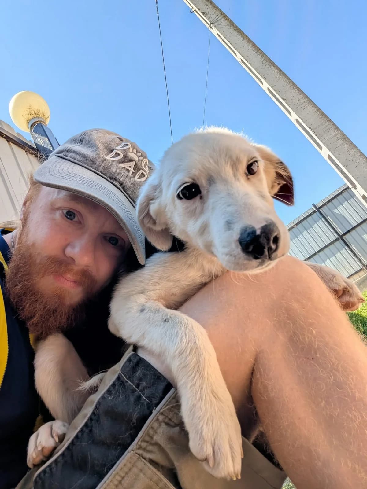 AMBI, female puppy mixed breed for adoption at No Limit Pets, Romania