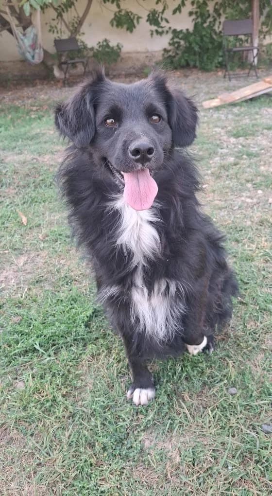 AMIRA, female mixed breed for adoption at No Limit Pets, Romania