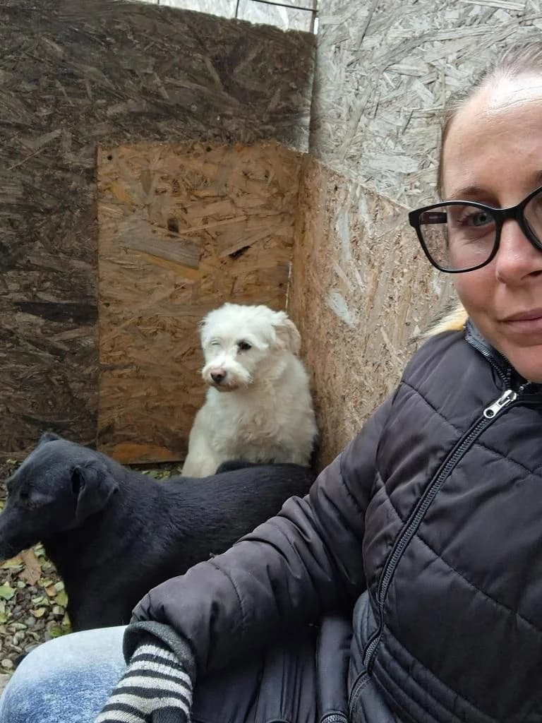 ANGEL 4312- adoptat, female mixed breed for adoption at No Limit Pets, Romania
