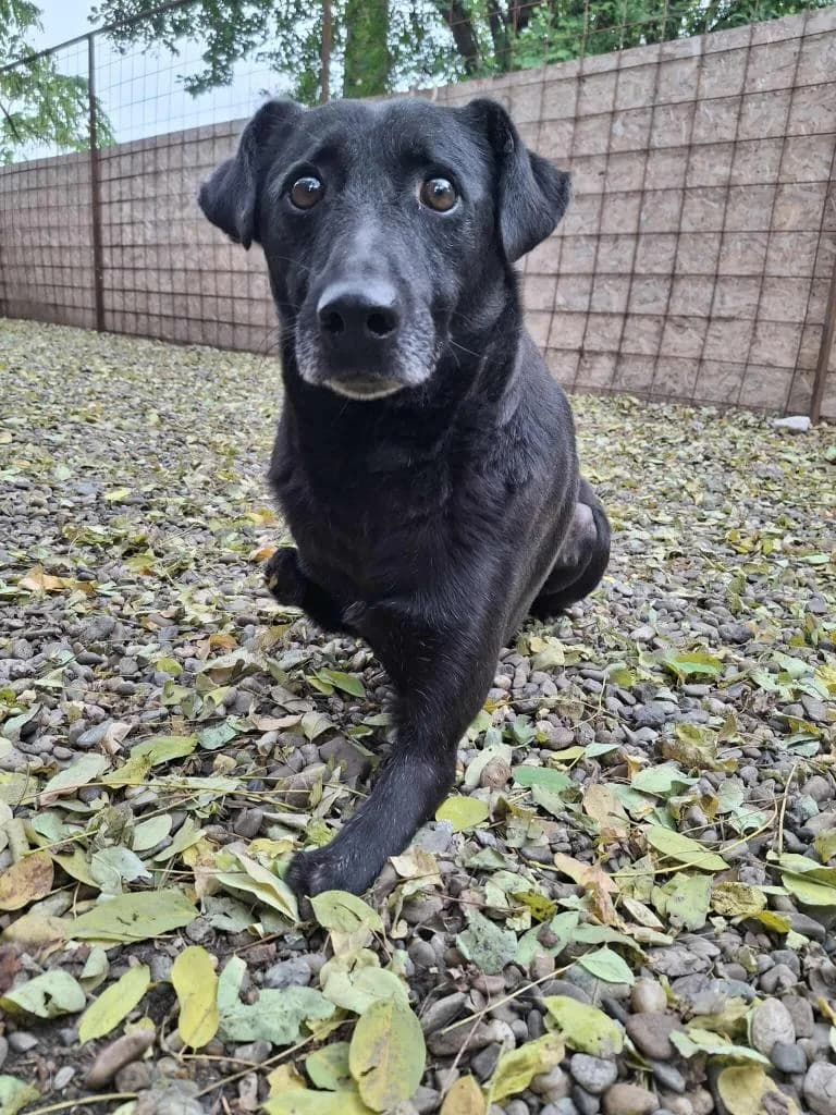 ANGELO 4865- adoptat, male Mixed Breed for adoption at No Limit Pets, Romania