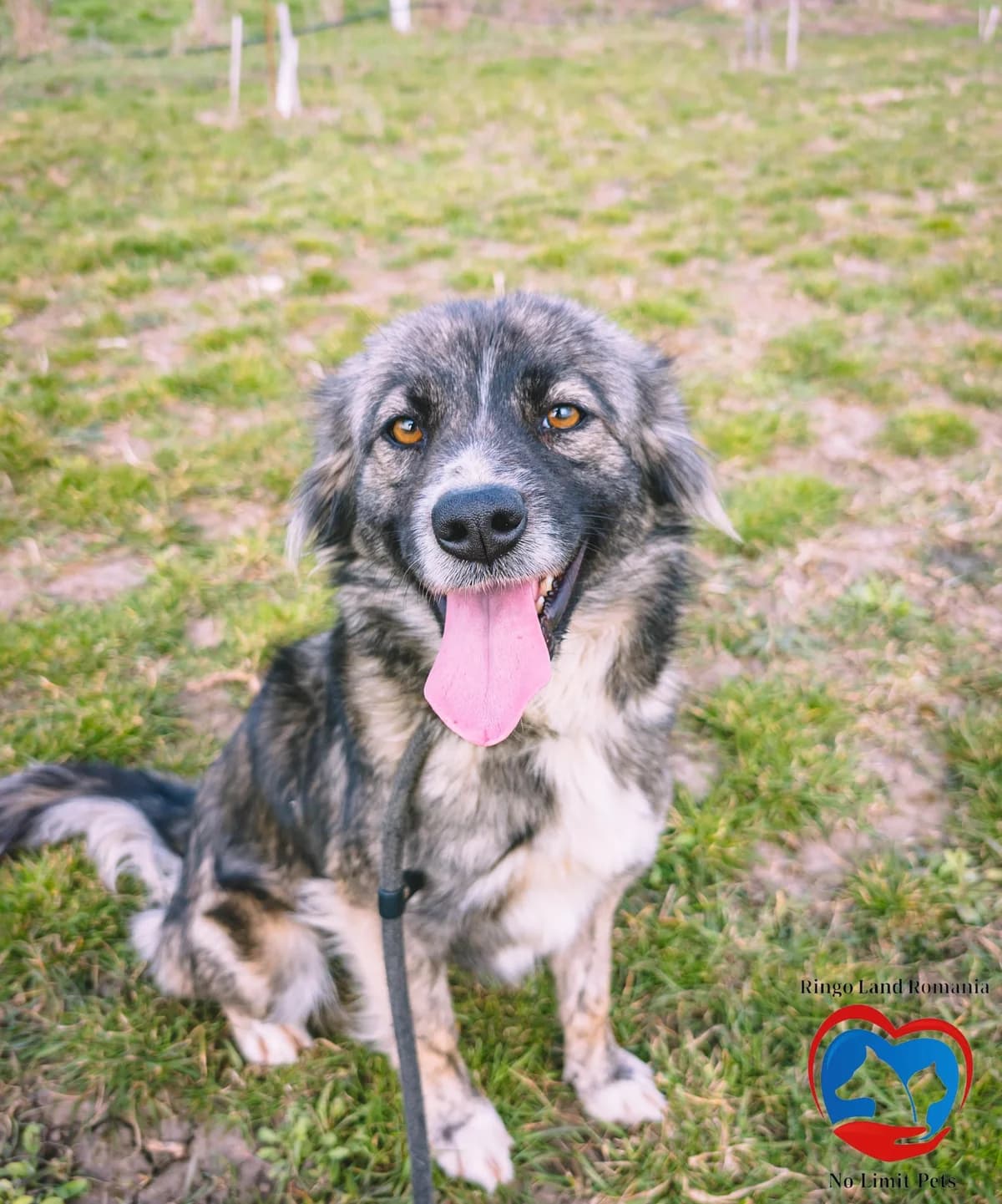 ANNA 1384, female puppy Mixed Breed for adoption at No Limit Pets, Romania