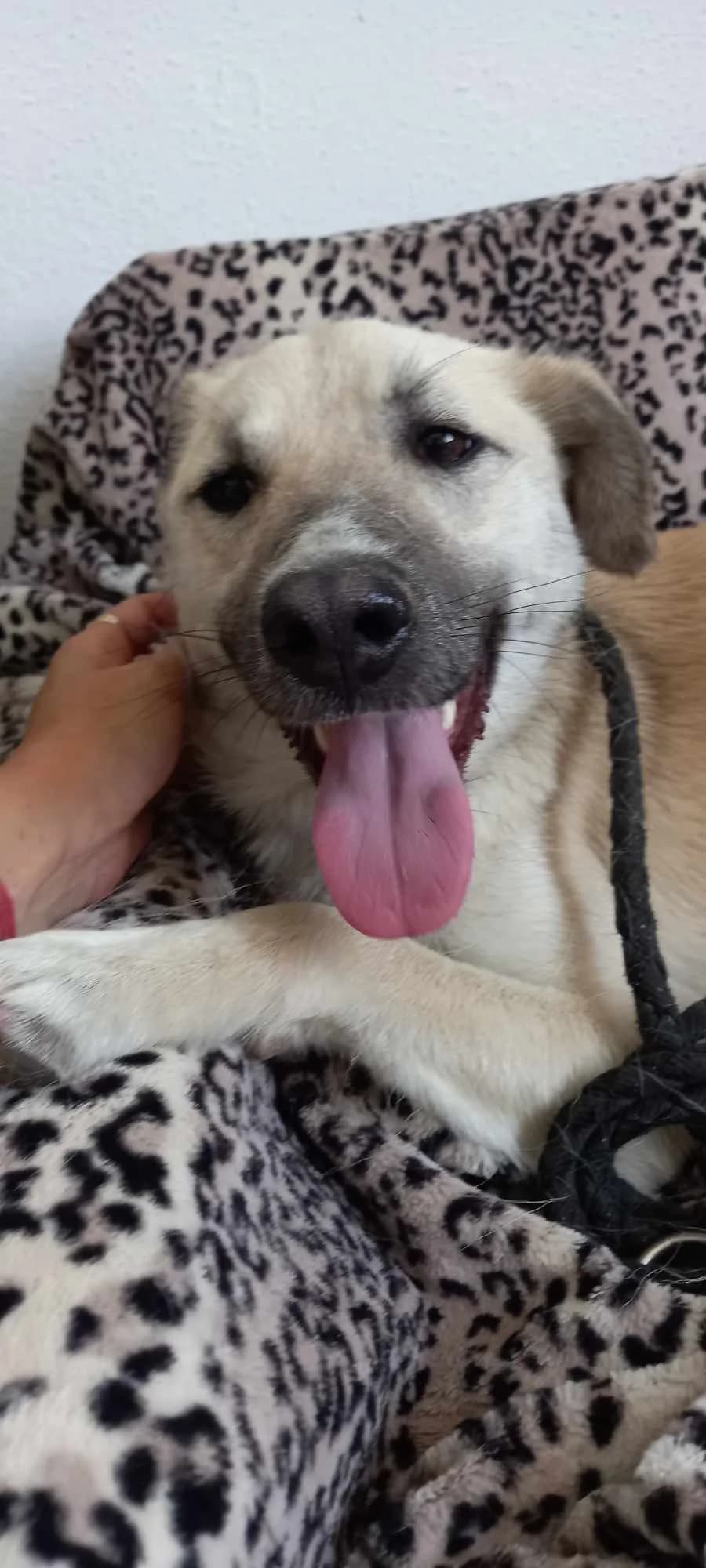 ANNA 8853, female mixed breed for adoption at No Limit Pets, Romania