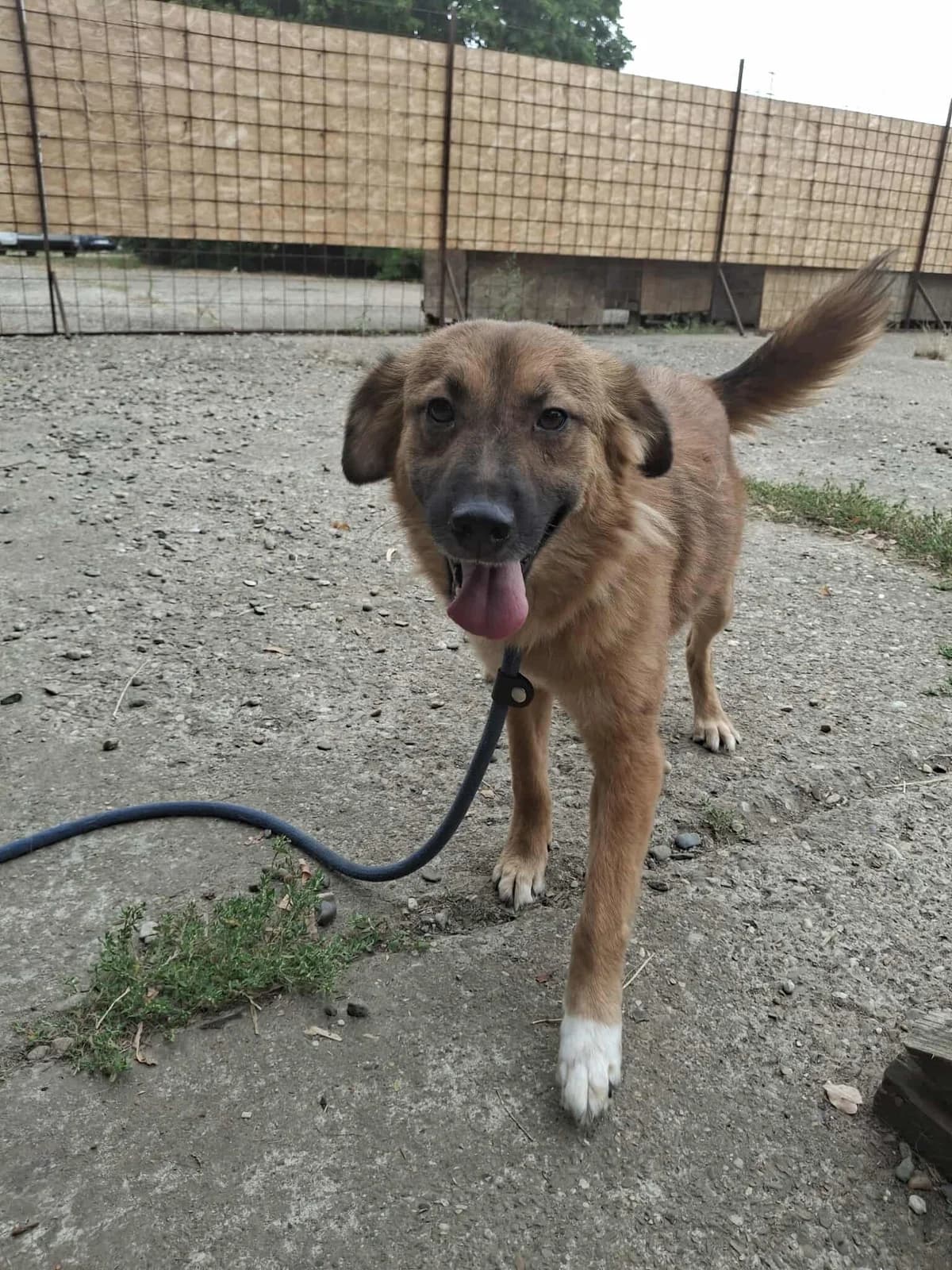 ANNI 6145- adoptat, female mixed breed for adoption at No Limit Pets, Romania