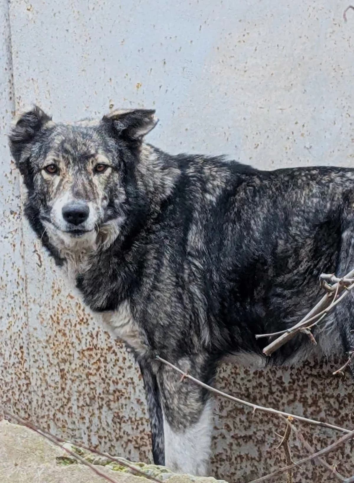ANNIE 0861, female Mixed Breed for adoption at No Limit Pets, Romania