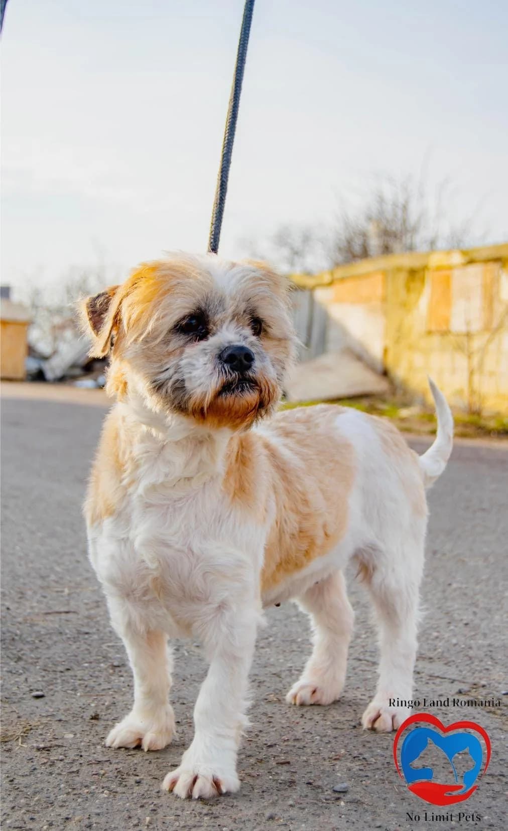 ANNIE 2234 – ADOPTAT, female mixed breed for adoption at No Limit Pets, Romania