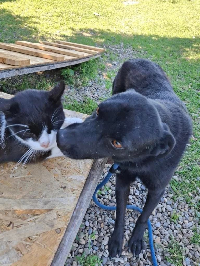 ANTON 3415, male 4yo mixed breed for adoption at No Limit Pets, Romania
