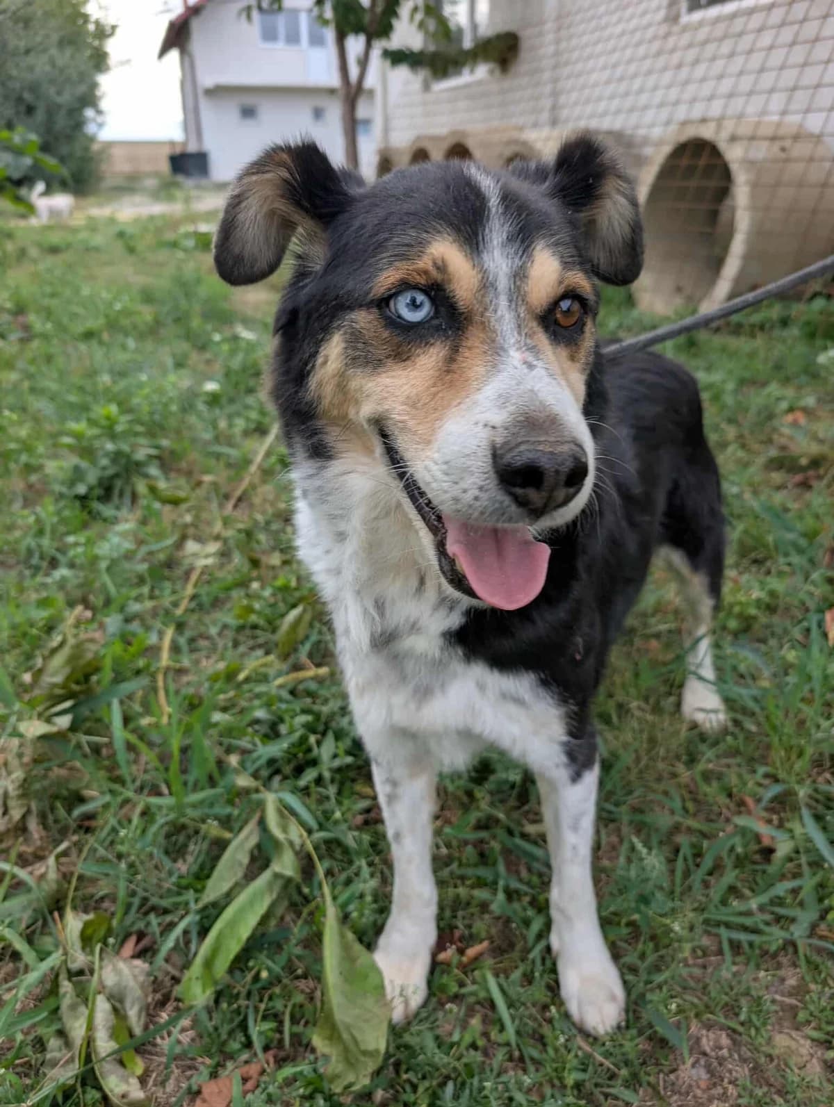APOLLO 5929 – ADOPTAT, male mixed breed for adoption at No Limit Pets, Romania