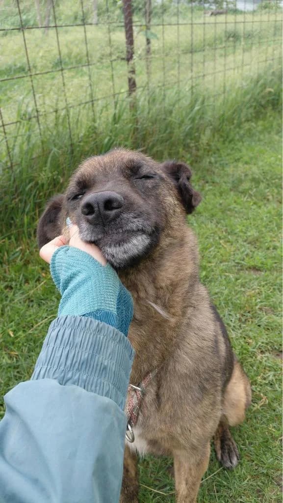APOLLO 6611, male young mixed breed for adoption at No Limit Pets, Romania