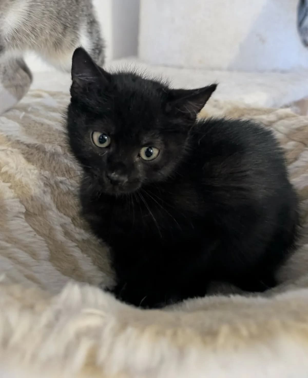 AQUA CAT-ADOPTAT, female mixed breed for adoption at No Limit Pets, Romania