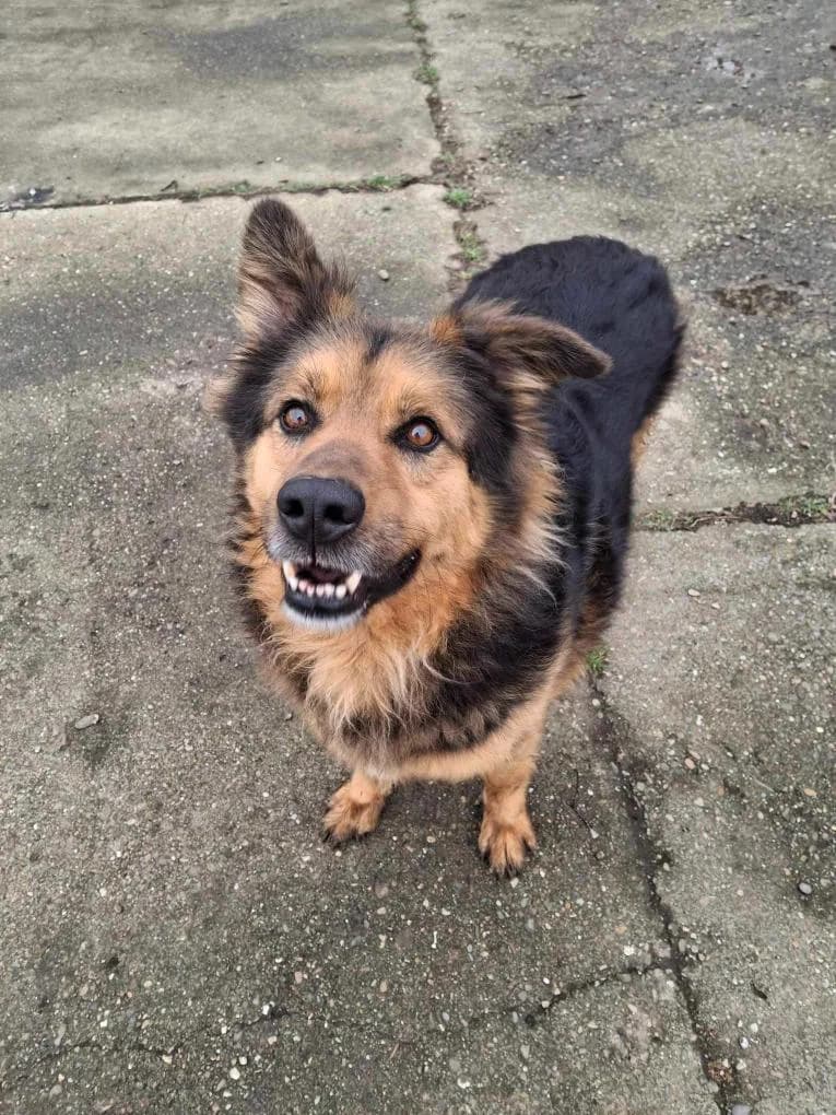 ASMUS 5989, male mixed breed for adoption at No Limit Pets, Romania